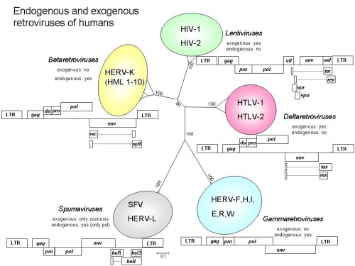 Lidský T – lymfotropní virus HTLV u homosexuálů a transsexuálů